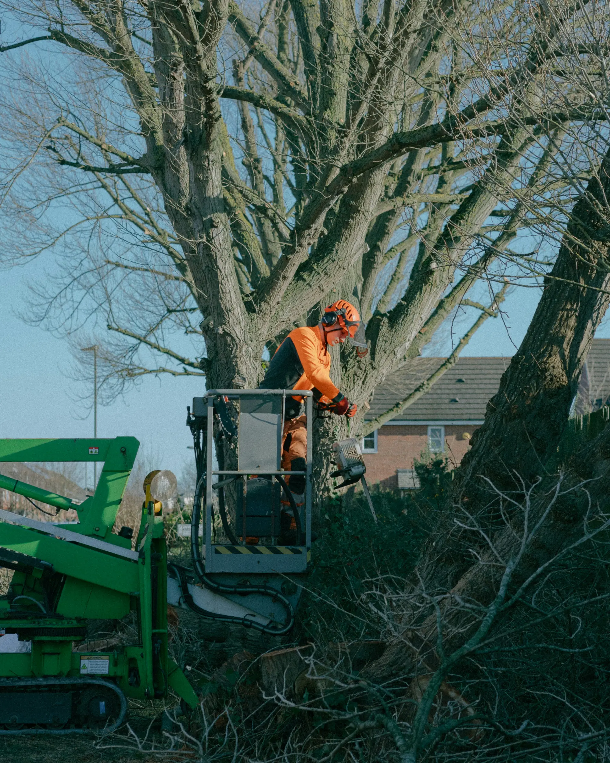 Beskæring af træer i Vordingborg