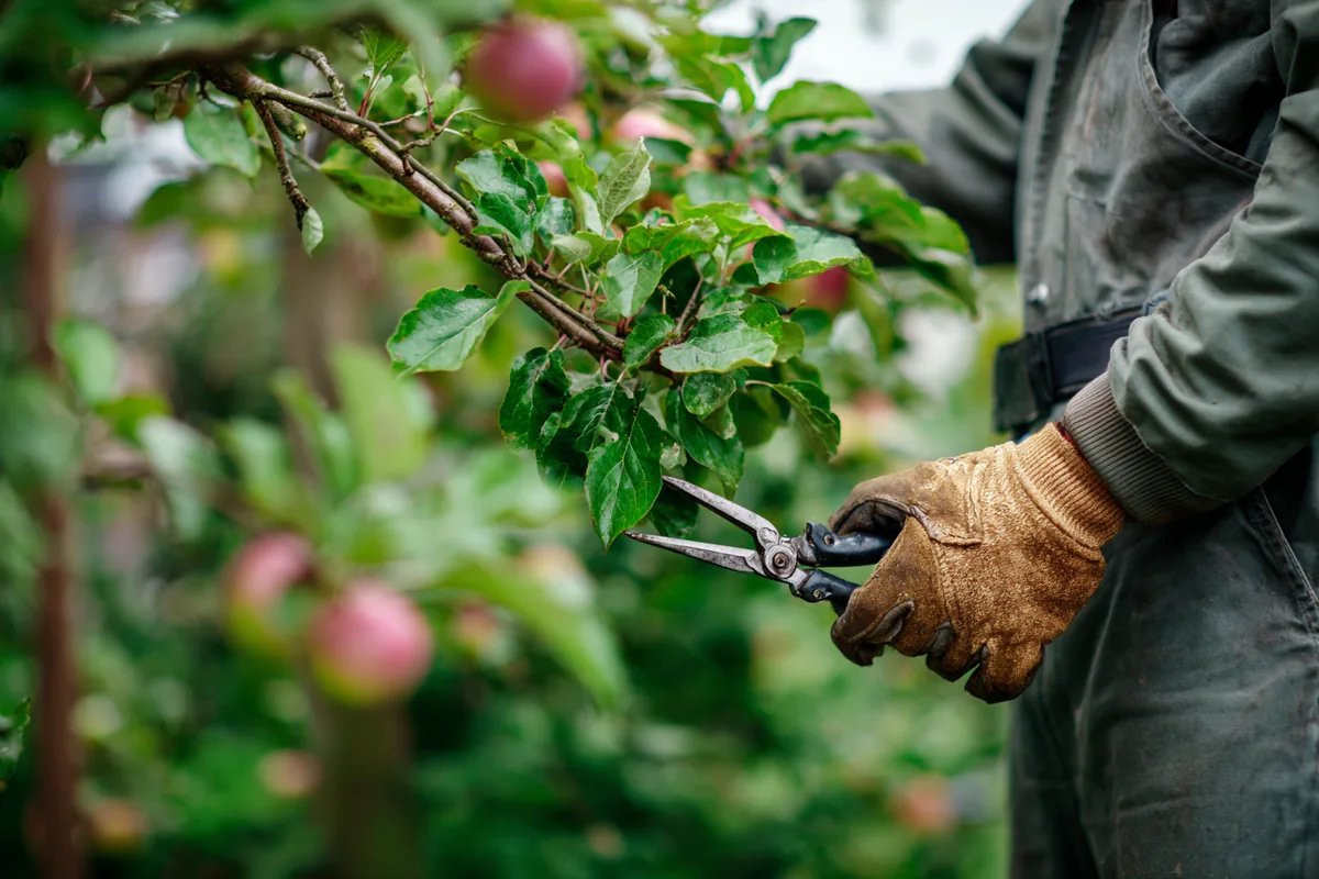 Arborist beskærer træ med klatreudstyr og håndsav under træbeskæring i Vordingborg